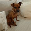 Roxy la maie coquine