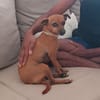 Roxy la maie coquine