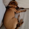 Roxy la maie coquine