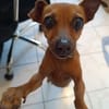Roxy la maie coquine