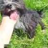 Pufy