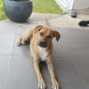 ATCHI,  Mâle junior Berger Créole