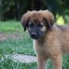 BISSAP, Chiot mâle Berger Créole