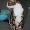 BONBONETTE, chatte européenne adulte