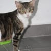 BONBONETTE, chatte européenne adulte