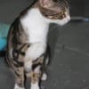 BONBONETTE, chatte européenne adulte