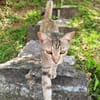 RAYA, chaton femelle européen
