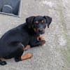 RIGA, Chiot femelle Berger Créole