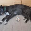 Ruby - lieb und freundlich
