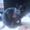 ODIN sucht eine Familie