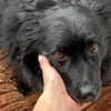 Klein♥Daisy♥ erwartet dich 01640 Coswig