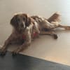 Hilde Mix Hündin 3 Jahre alt in 74831