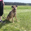 Cody - wartet in 97258 Oberickelsheim