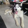 Sasha - wartet in 93176 Bratzhausen
