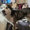 Sasha - wartet in 93176 Bratzhausen