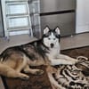 Sasha - wartet in 93176 Bratzhausen