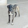 Nano sucht passende Familie