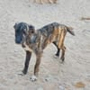 Nano sucht passende Familie