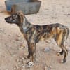 Nano sucht passende Familie