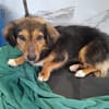 Liesel💕wartet in 67308 Ottersheim
