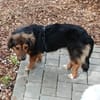 Liesel💕wartet in 67308 Ottersheim