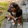 Liesel💕wartet in 67308 Ottersheim