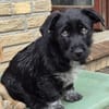 Kuschelmaus Felia❤ sucht liebe Familie