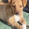 Verschmuster Felix❤ sucht seine Familie