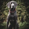 Aramis, stattlicher Weimaranerrüde
