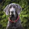 Aramis, stattlicher Weimaranerrüde