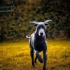 Aramis, stattlicher Weimaranerrüde
