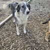 💖 SARAI sucht ihr Zuhause  🐾