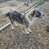 💖 SARAI sucht ihr Zuhause  🐾