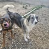 💖 SARAI sucht ihr Zuhause  🐾