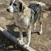 💖 SARAI sucht ihr Zuhause  🐾