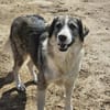 💖 SARAI sucht ihr Zuhause  🐾