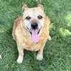 Bogar -Ein herzensguter Hundesenior