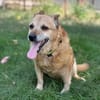 Bogar -Ein herzensguter Hundesenior