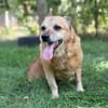 Bogar -Ein herzensguter Hundesenior
