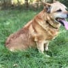 Bogar -Ein herzensguter Hundesenior
