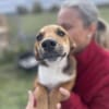 Mandy, zartes Hundemädchen sucht Liebe
