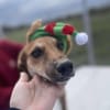 Mandy, zartes Hundemädchen sucht Liebe
