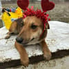 Mandy, zartes Hundemädchen sucht Liebe
