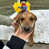 Mandy, zartes Hundemädchen sucht Liebe