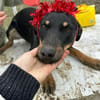 Merle, zartes Hundemädchen sucht Zuhause