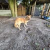 Schmusebär Tobi sucht eine liebe Familie