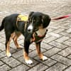Brianna - geduldige Menschen gesucht
