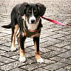 Brianna - geduldige Menschen gesucht