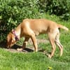 Liebe Darby sucht Zuhause