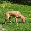 Liebe Darby sucht Zuhause